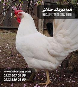 فروش پولت تخمگذار های لاین